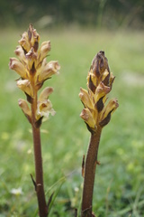 Orobanche lutea