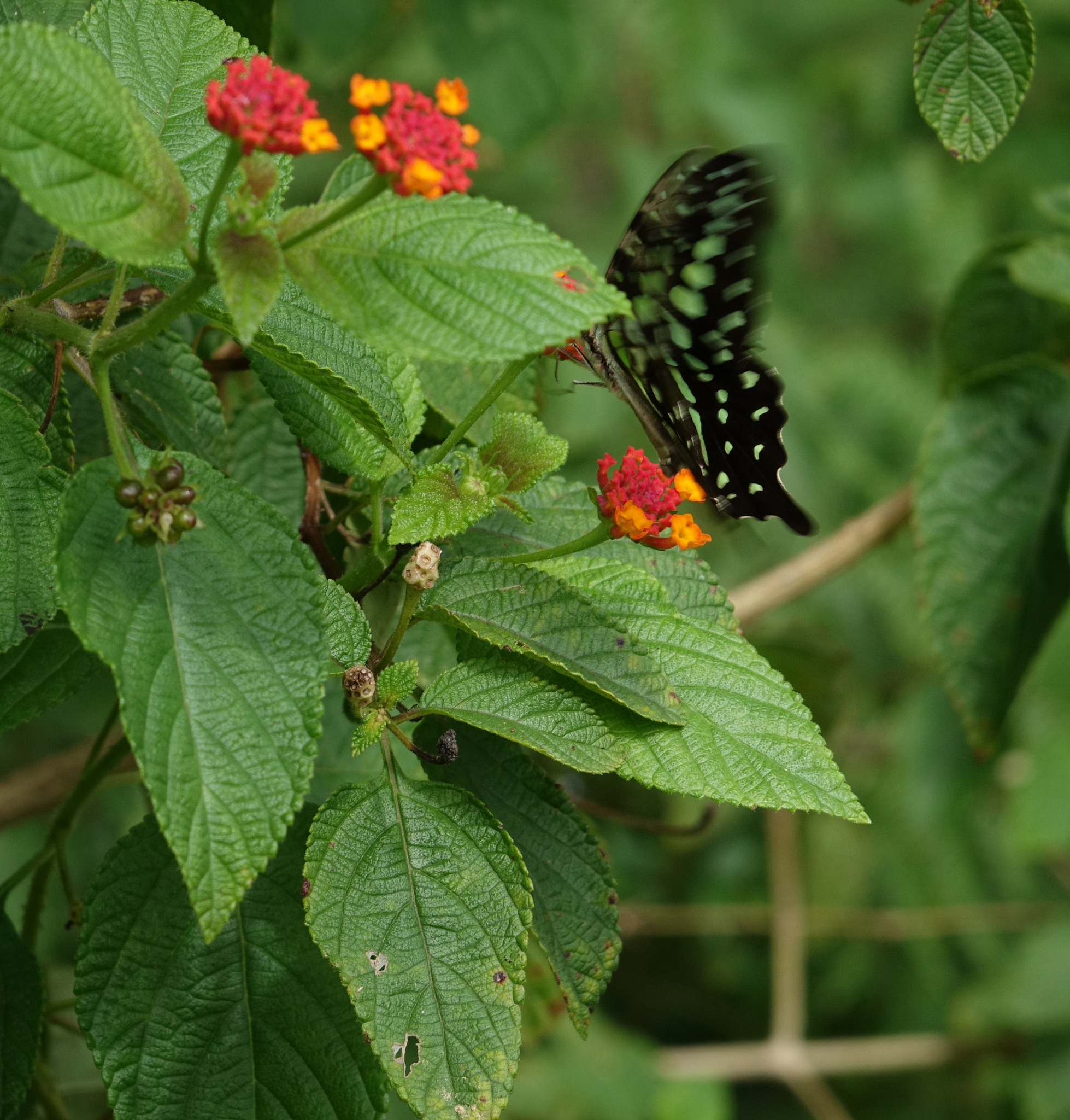 Tailed Jay