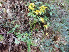 Senecio chrysanthemoides