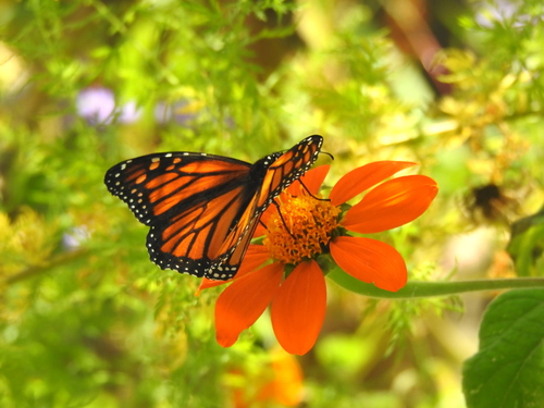Monarch photographed in Massachusetts