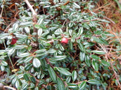 Cotoneaster microphyllus