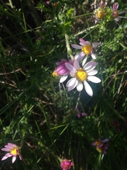 Polyarrhena reflexa reflexa