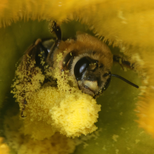 Kansas Squash Bee