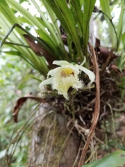 Chondroscaphe embreei