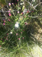 Polyarrhena reflexa reflexa