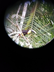 Ramphastos brevis