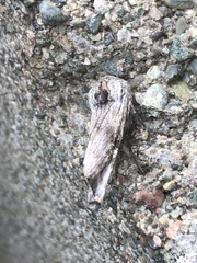 Lithomoia germana