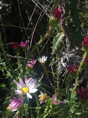 Polyarrhena reflexa reflexa