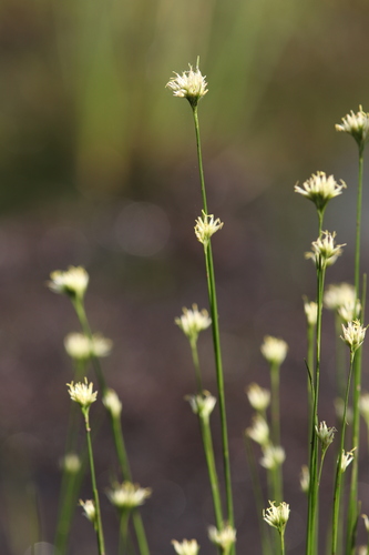 white beak-sedge