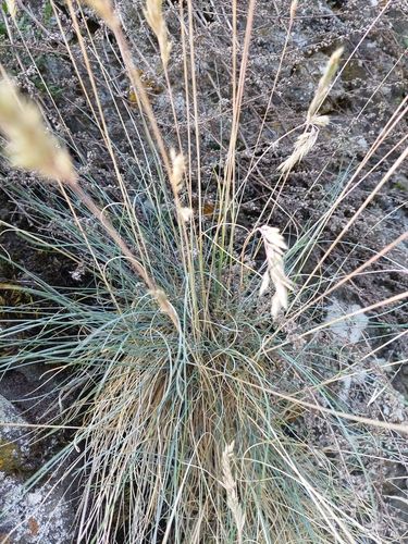 Festuca arvernensis, photograph 2