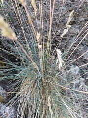 Festuca arvernensis, photograph (c) Guillaume Petit, some rights reserved (CC BY)