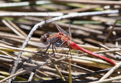Sympetrum pallipes