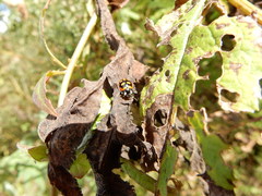 Coccinella luteopicta