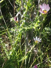 Polyarrhena reflexa reflexa