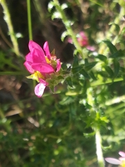 Polyarrhena reflexa reflexa