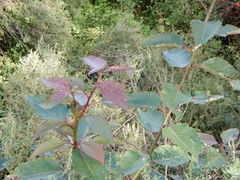 Populus ciliata