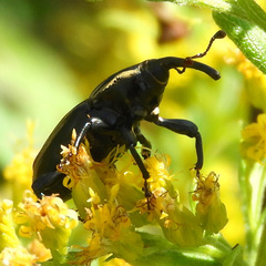 Sphenophorus australis