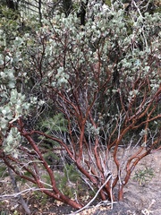 Arctostaphylos viscida mariposa