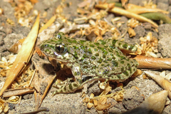 Iberian Parsley Frog photo 2