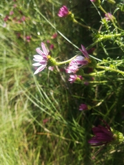 Polyarrhena reflexa reflexa