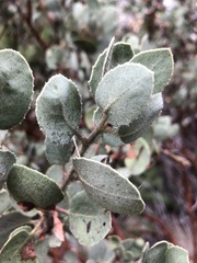Arctostaphylos viscida mariposa