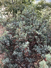 Arctostaphylos viscida mariposa