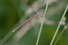 Platycnemis acutipennis