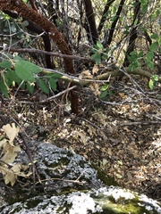 Arctostaphylos viscida mariposa