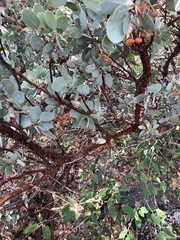 Arctostaphylos viscida mariposa
