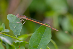 Platycnemis acutipennis