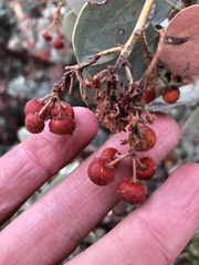 Arctostaphylos viscida mariposa