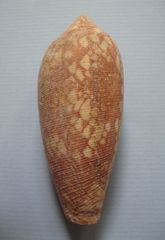 Conus aulicus