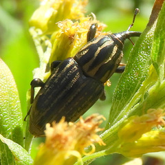 Sphenophorus australis