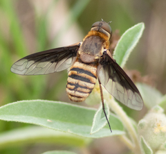 Exoprosopa brevirostris