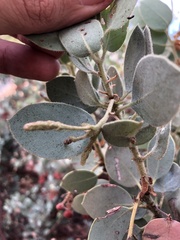 Arctostaphylos viscida mariposa
