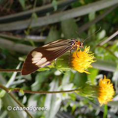 Nyctemera tripunctaria