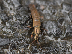 Ocypus aeneocephalus