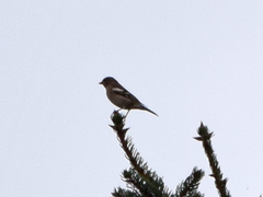 Fringilla coelebs