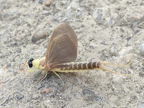 Tisa Mayfly photo 5