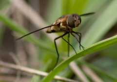 Exoprosopa brevirostris