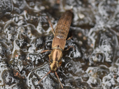 Ocypus aeneocephalus