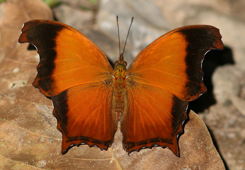 Rhinopalpa polynice Cramer, 1780