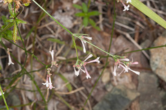 Asperula aristata