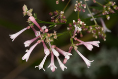 Asperula aristata