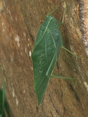 Microcentrum rhombifolium