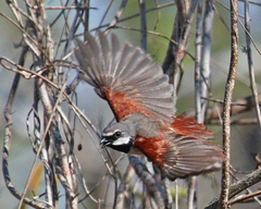 Red-Tailed Vanga photo 2