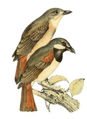 Red-Tailed Vanga photo 5