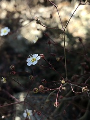 Ivesia santolinoides