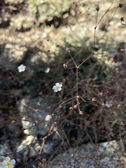Ivesia santolinoides