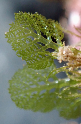 Phyllodictyon observed 2025-06-16